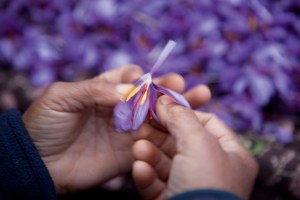 SAFRAN MAROC NOVEMBRE 2012