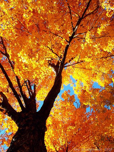 da1355a021964be07f45b33c61333f2c-1